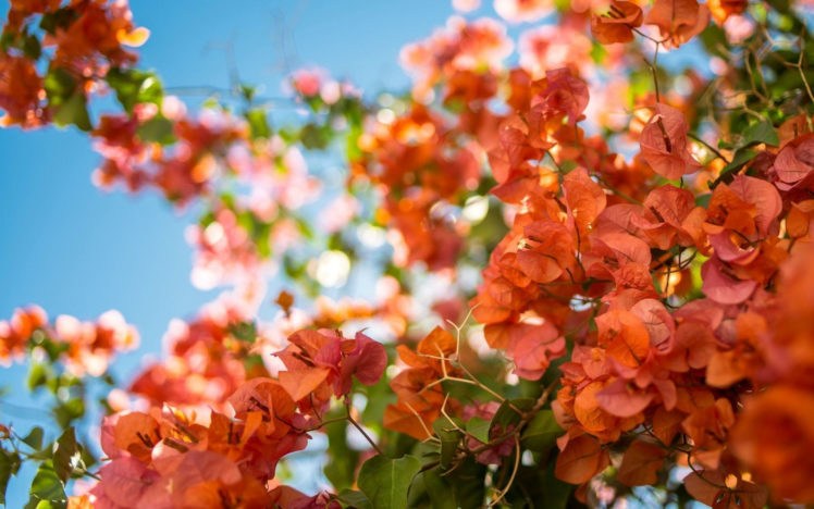 bougainvillea, Leaves, Flowers, Blossoms, Macro HD Wallpaper Desktop Background