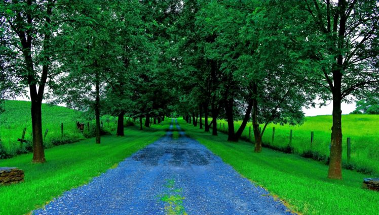 road, Trees, Field, Landscape HD Wallpaper Desktop Background