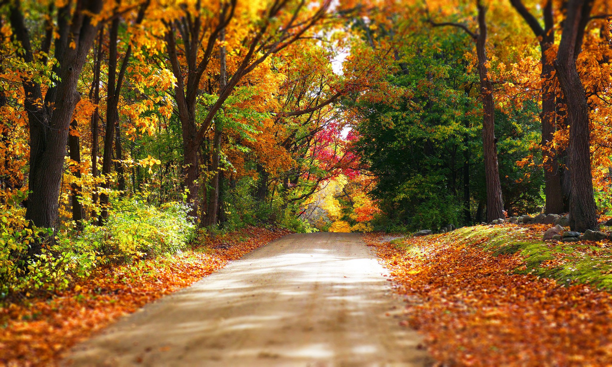 colorful, Forest, Road, Trees, Autumn, Park, Path, Nature, Leaves