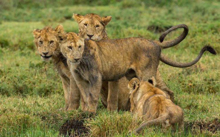 lions, Cubs, Babies, Cats HD Wallpaper Desktop Background