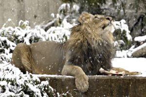 animal,  , Lion, Winter, Snow