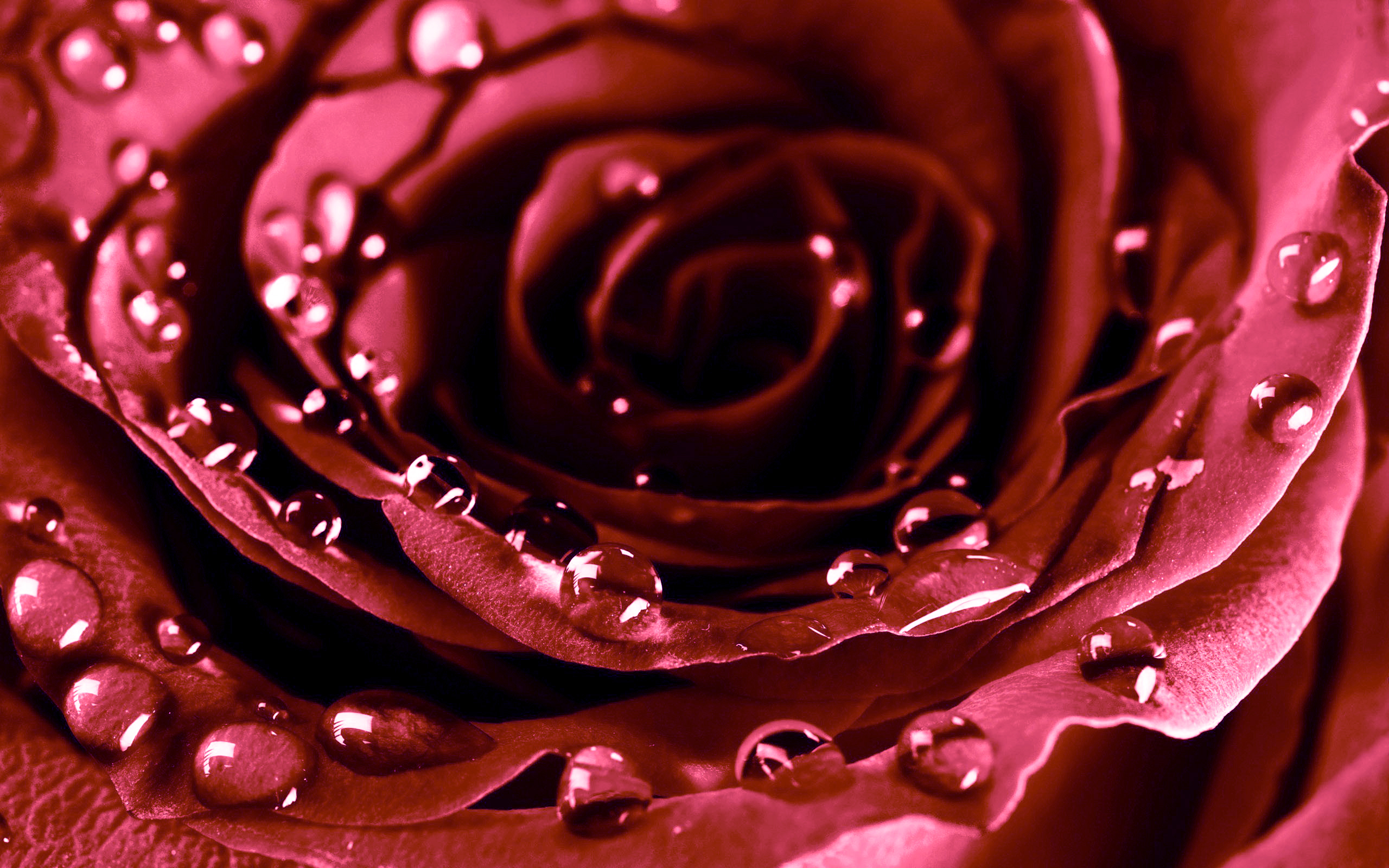 roses, Drops, Valentineand039s, Day, Flowers Wallpaper