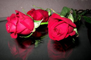 roses, Red, Flowers, Valentineand039s, Day, Reflection