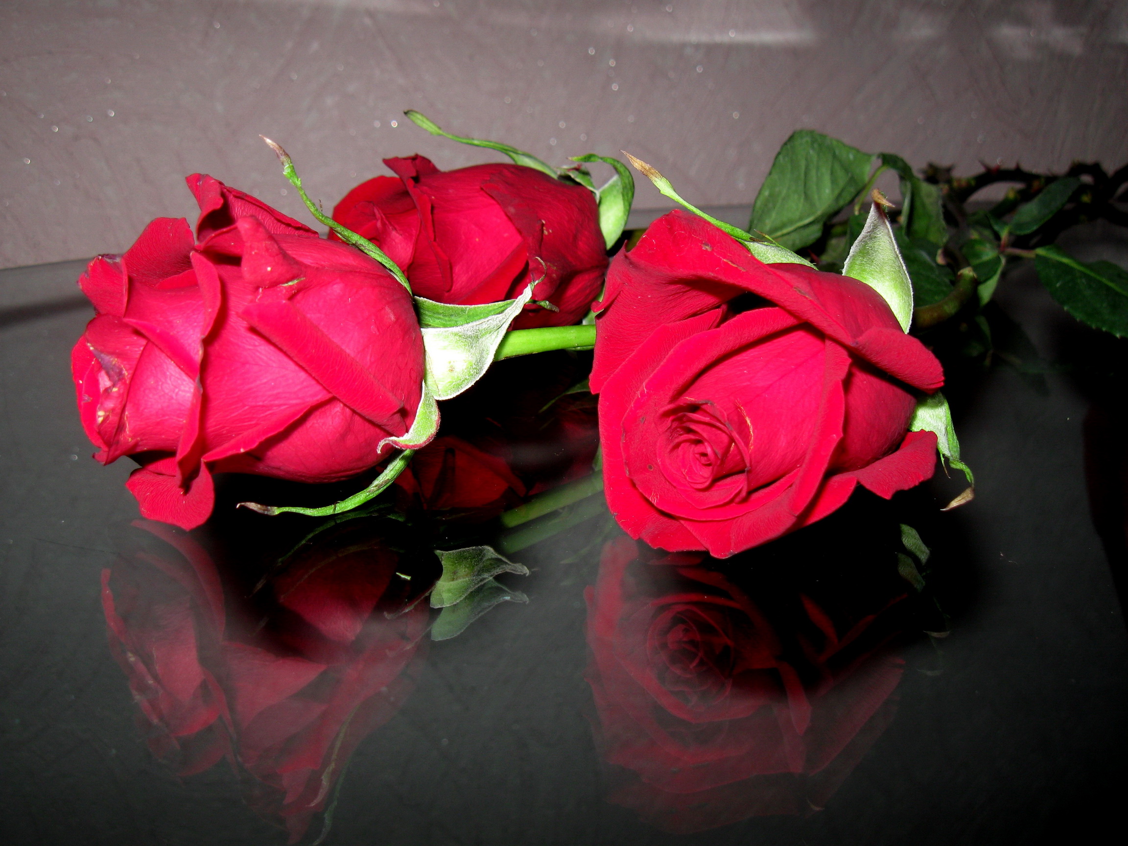 roses, Red, Flowers, Valentineand039s, Day, Reflection Wallpaper