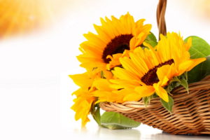 sunflowers, Orange, Wicker, Basket, Flowers, Still, Life