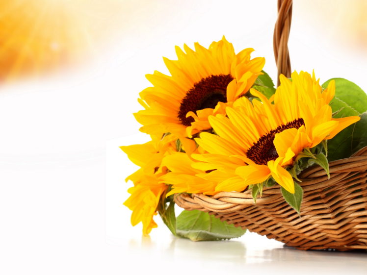 sunflowers, Orange, Wicker, Basket, Flowers, Still, Life HD Wallpaper Desktop Background