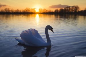 animal,  , Swan, Sunset, Sunlight, Lake, Forest