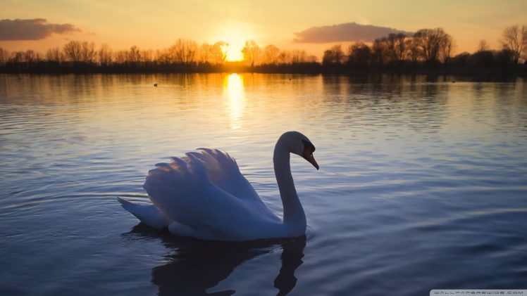 animal,  , Swan, Sunset, Sunlight, Lake, Forest HD Wallpaper Desktop Background