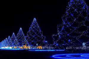 holiday,  , Christmas, Blue, Light, Tree, Night