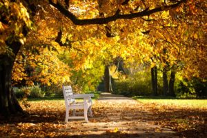 bench, White, Autumn, Tree, Forest, Sunlight