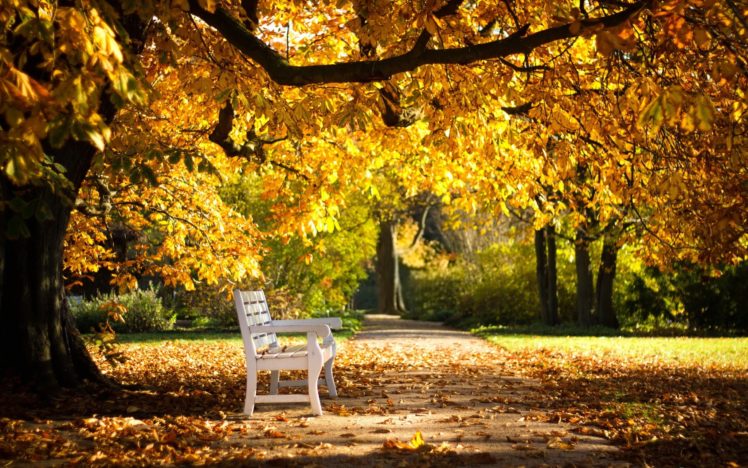 bench, White, Autumn, Tree, Forest, Sunlight HD Wallpaper Desktop Background