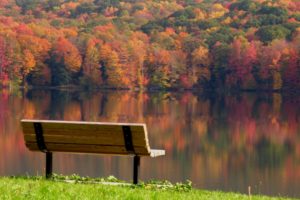 bench, Forest, Tree, Sunlight, Autumn, Lake, Grass, Nature