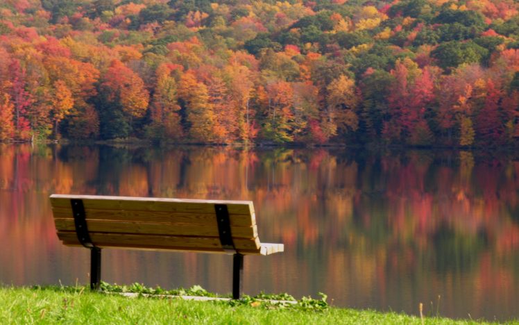 bench, Forest, Tree, Sunlight, Autumn, Lake, Grass, Nature HD Wallpaper Desktop Background