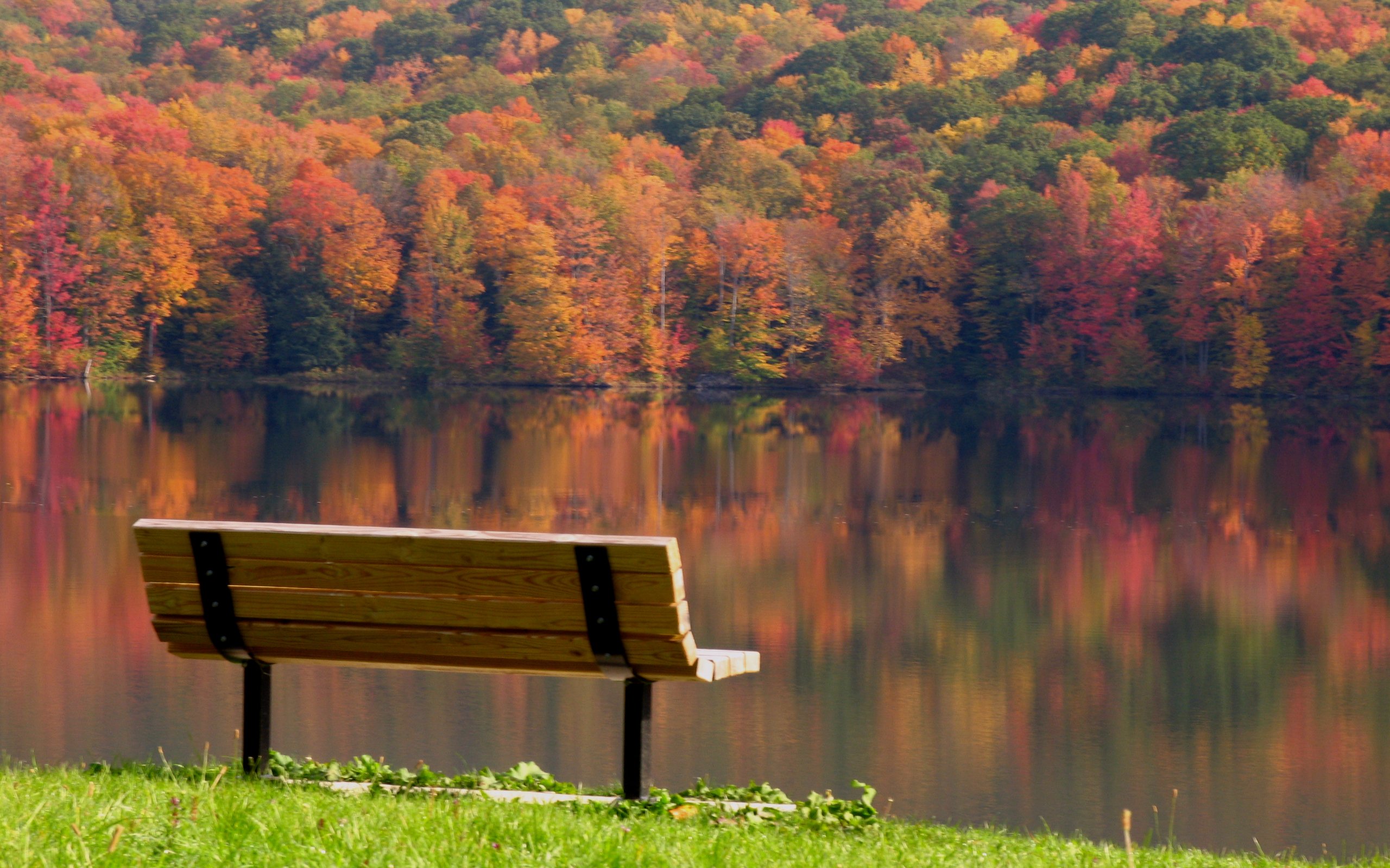 bench, Forest, Tree, Sunlight, Autumn, Lake, Grass, Nature Wallpapers HD / ...