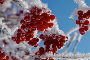 winter, Frost, Red, Berries, Snow, Twig, Branch, Macro