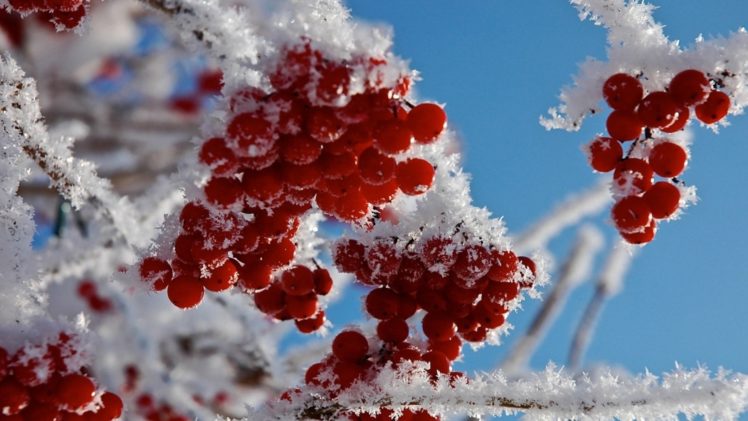 winter, Frost, Red, Berries, Snow, Twig, Branch, Macro HD Wallpaper Desktop Background
