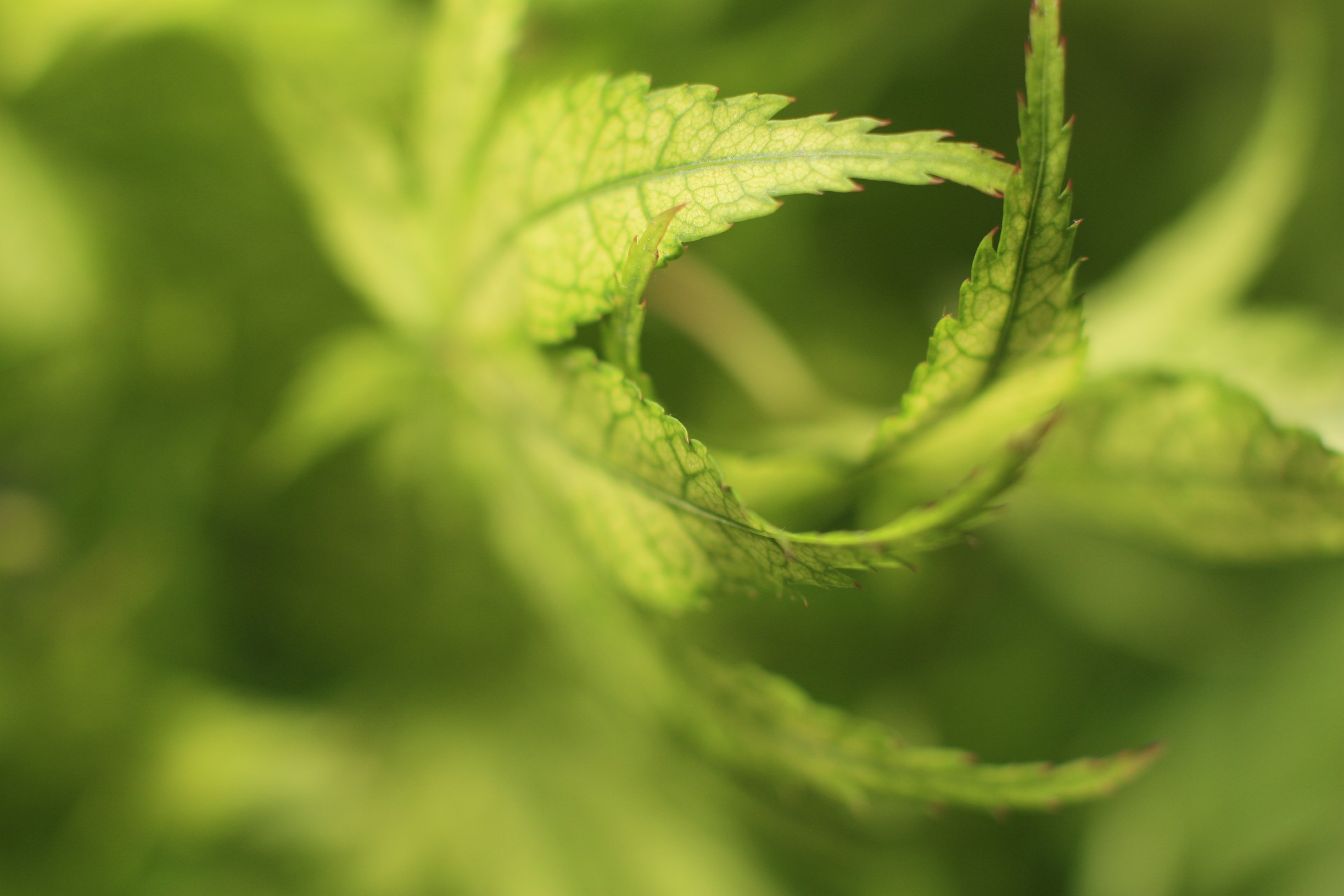 art, Leaves, Macro, Nature, Plants Wallpaper