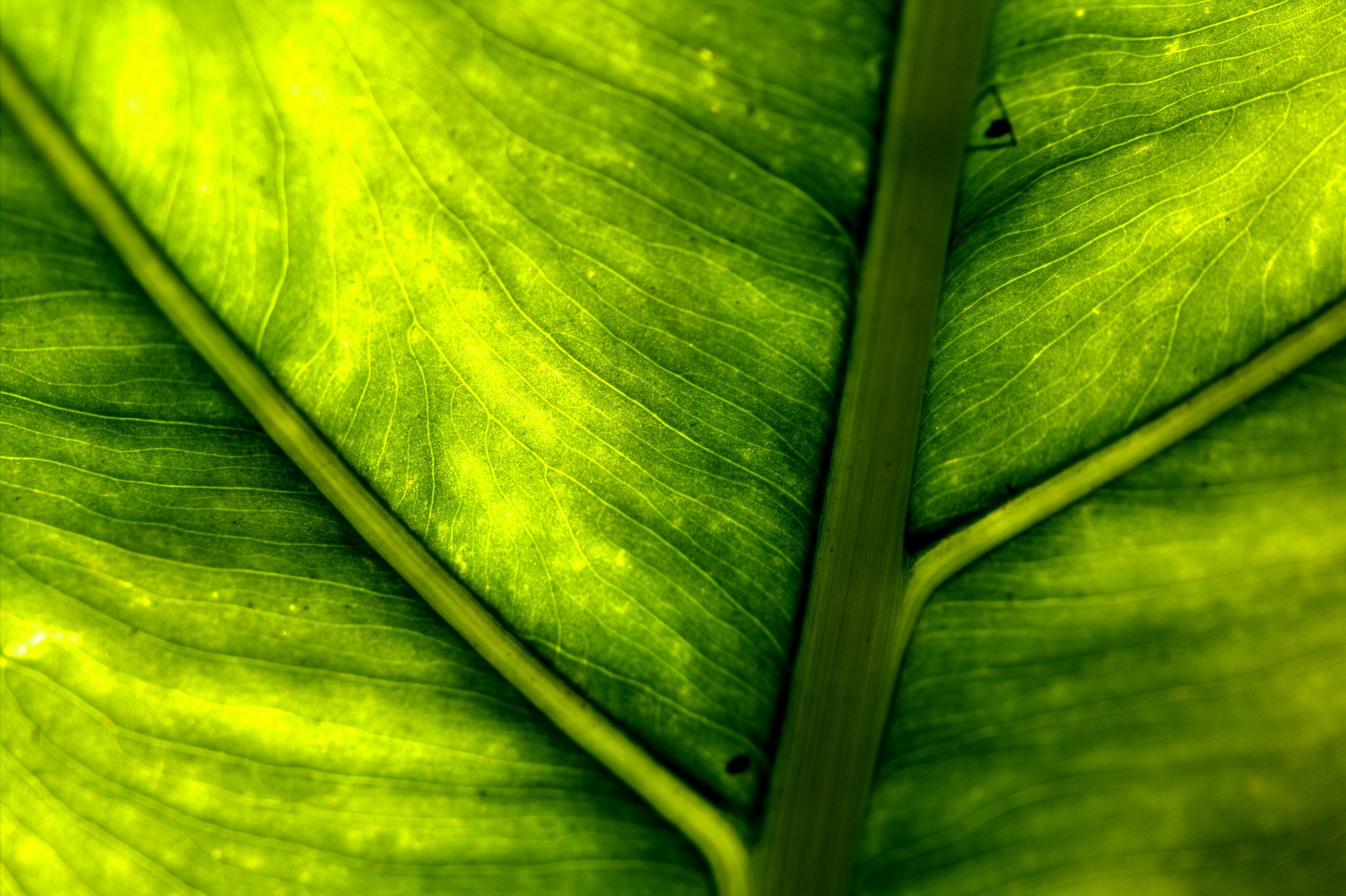 art, Leaves, Macro, Nature, Plants Wallpaper