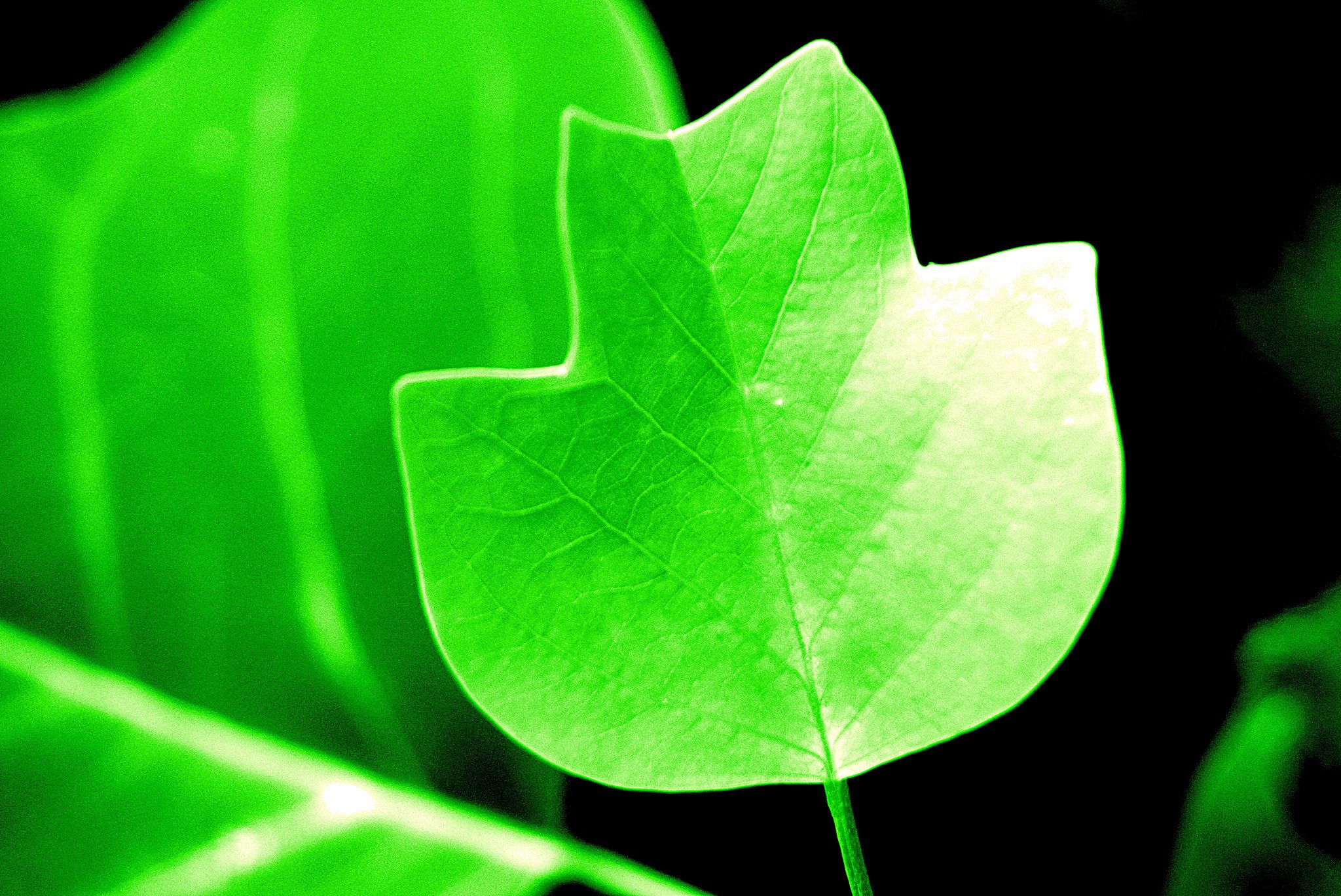 art, Leaves, Macro, Nature, Plants Wallpaper