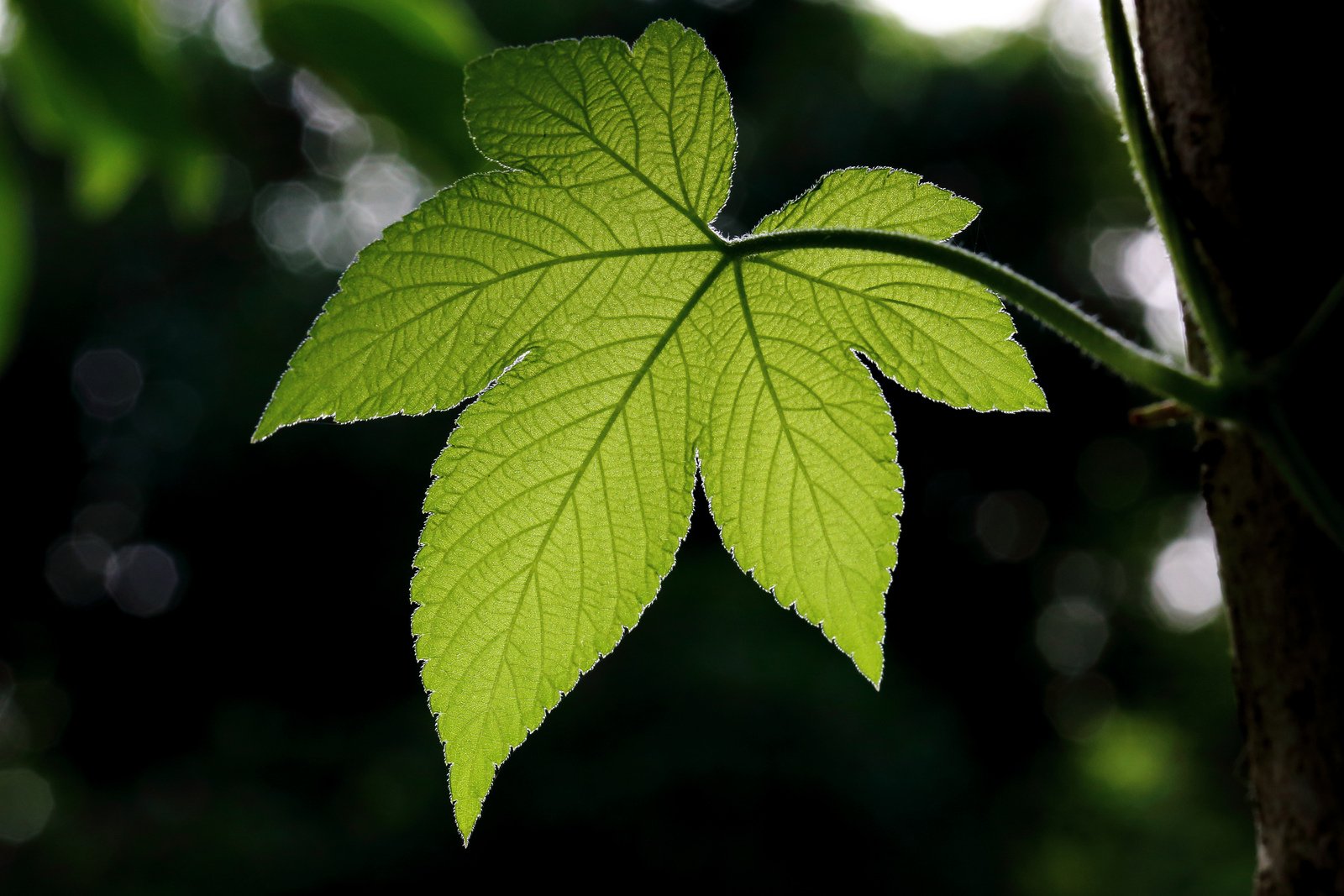 art, Leaves, Macro, Nature, Plants Wallpaper