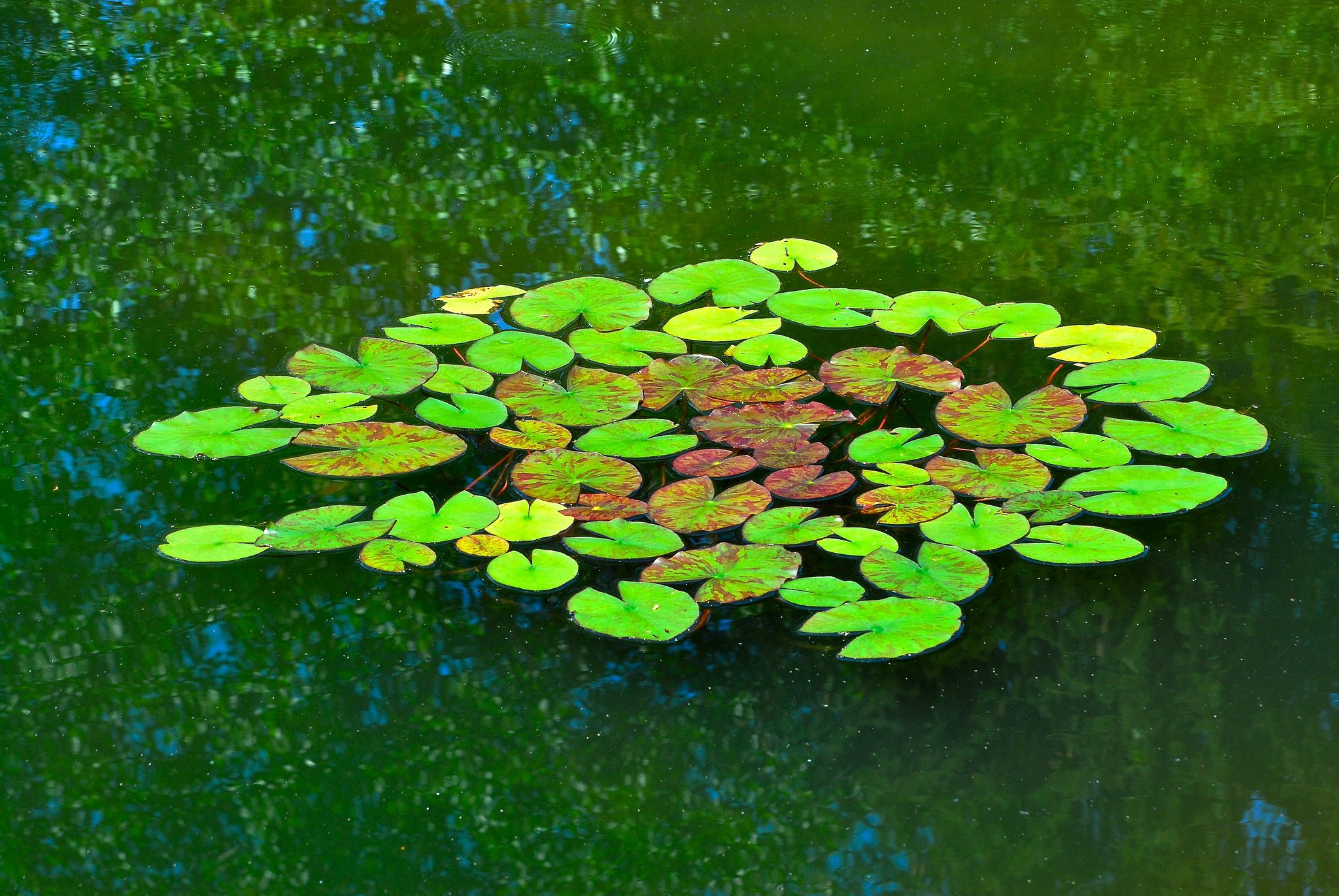 art, Leaves, Macro, Nature, Plants Wallpaper