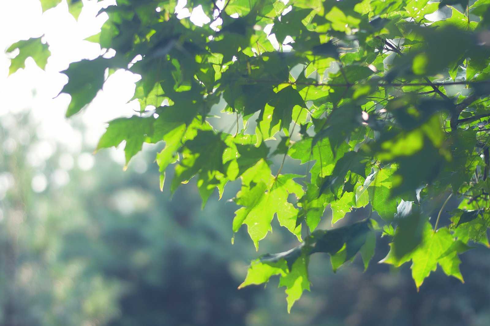 art, Leaves, Macro, Nature, Plants Wallpaper