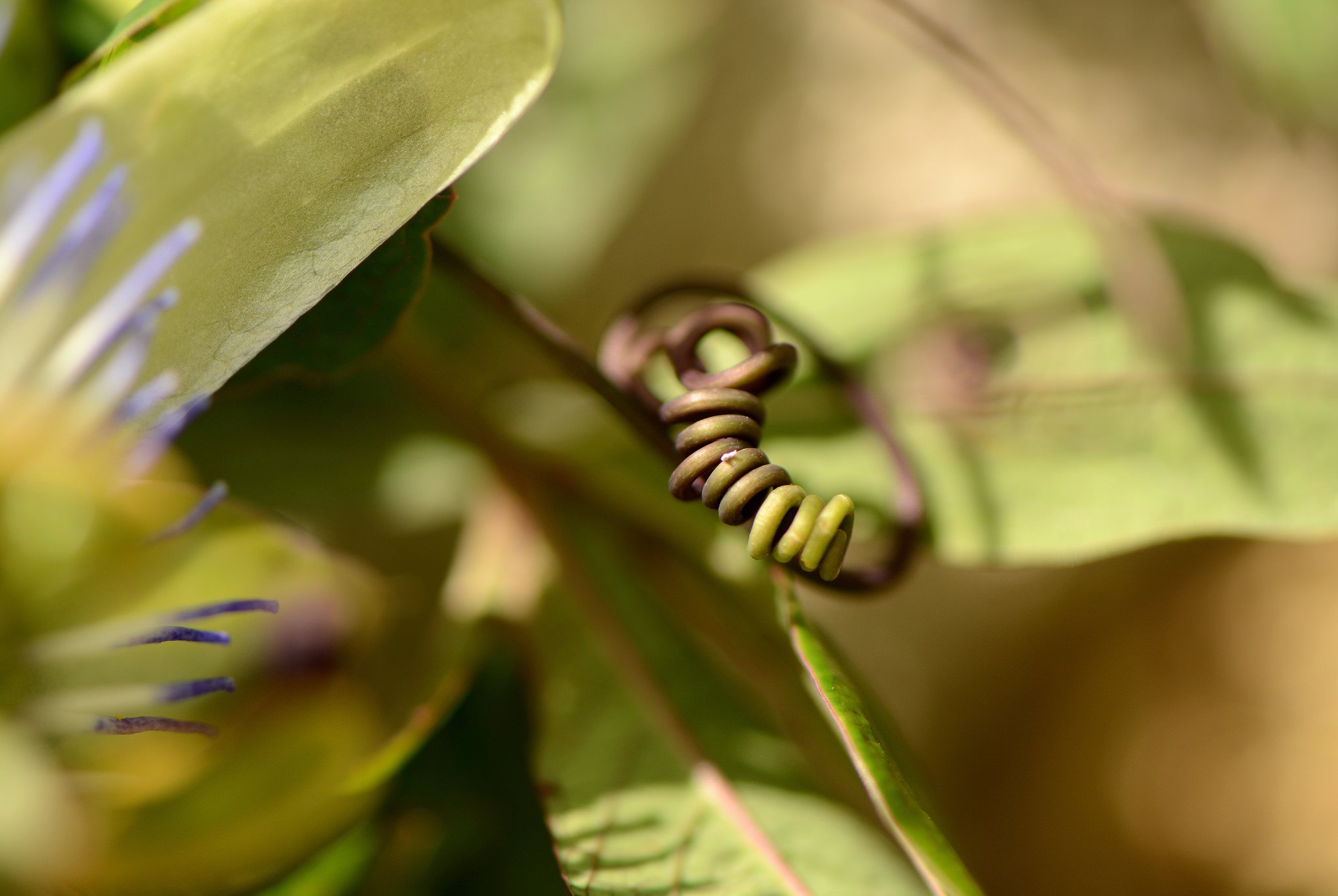 art, Leaves, Macro, Nature, Plants Wallpaper