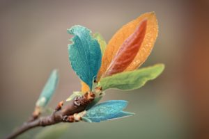 macro, Leaves, Plant, Nature, Colors, Colorful