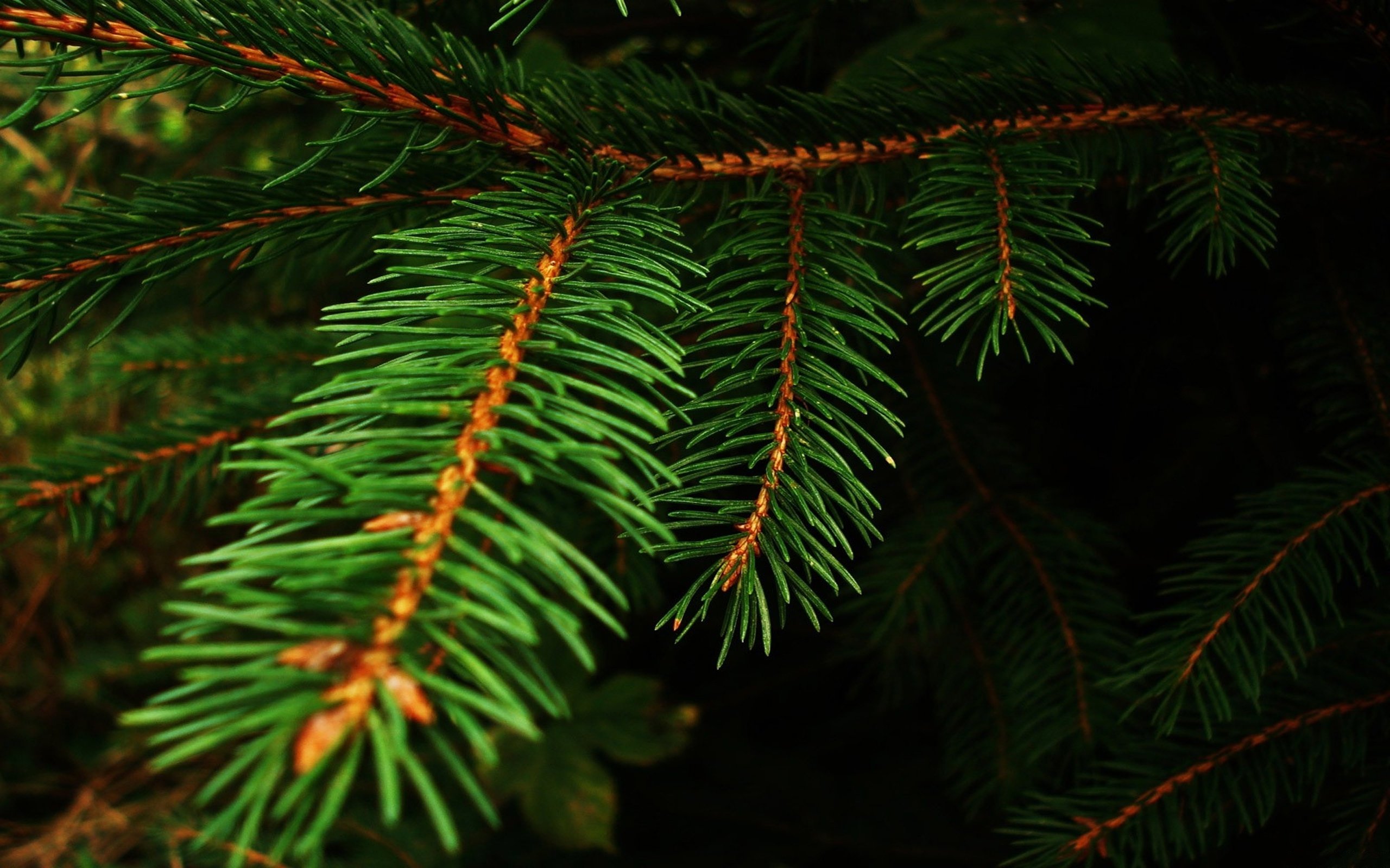 merry, Christmas, Holiday, Vacation, Gifts, Tree, Happy, Beautiful, Santa, Snowman, Lights Wallpaper