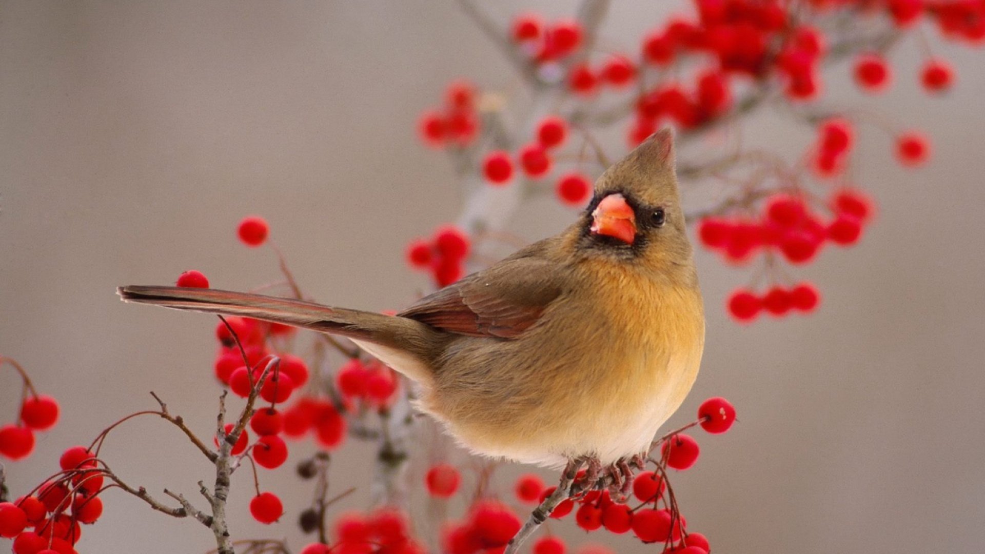 bird, Animal, Beautiful, Wild, Wings, Exotic, Birds Wallpaper