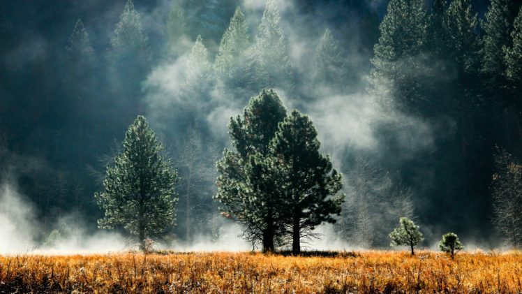 landscapes, Nature, Trees, Fields, Fog, Land, Foggy HD Wallpaper Desktop Background