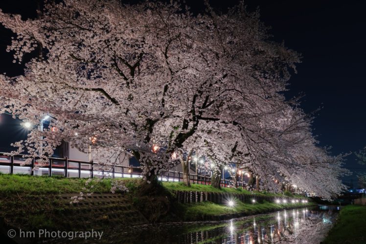 japan, Japon, Architecture, Bridges, Freeway, Building, Cities, Monuments, Night, Panorama, Panoramic, Rivers, Tower, Towers, Tokyo, Ray, Light, Nature, Trees HD Wallpaper Desktop Background