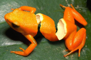 oranges, Frogs, Photomanipulation