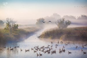 duck, Autumn, October, Fog, River, Morning, Ducks