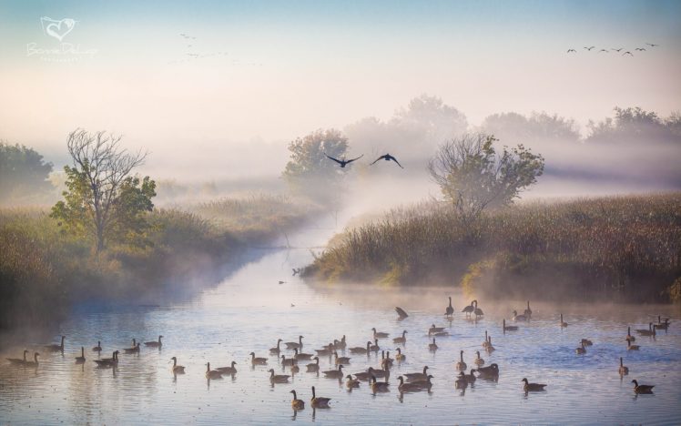 duck, Autumn, October, Fog, River, Morning, Ducks HD Wallpaper Desktop Background