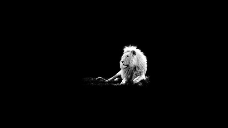 lion, Bokeh HD Wallpaper Desktop Background