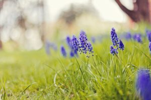 nature, Flowers, Grass, Depth, Of, Field, Blue, Flowers, Hyacinths