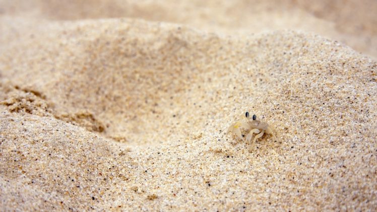 beach, Sand, Crabs HD Wallpaper Desktop Background