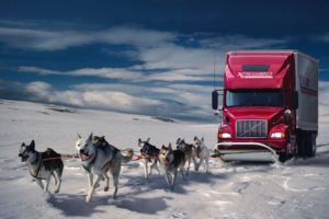 winter, Snow, Cars, Humor, Dogs, Trucks, Wolves