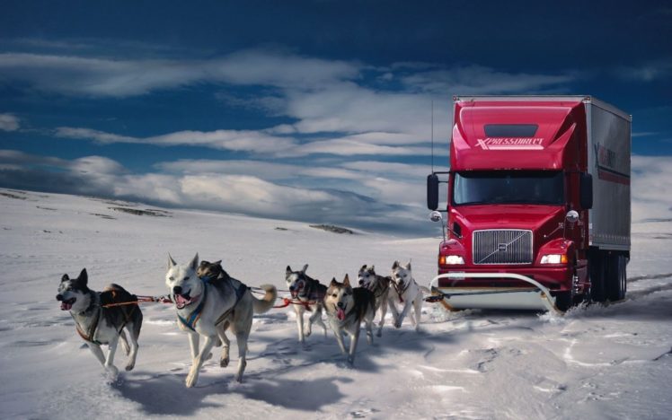 winter, Snow, Cars, Humor, Dogs, Trucks, Wolves HD Wallpaper Desktop Background