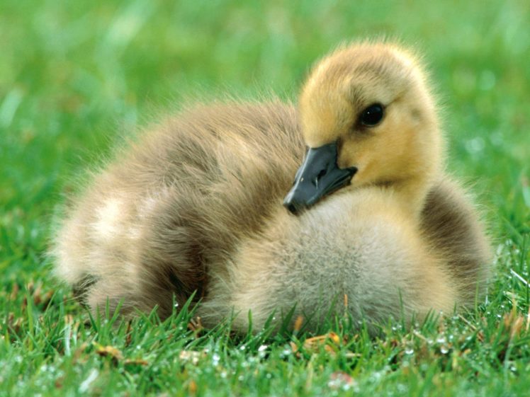 birds, Ducks, Duckling, Baby, Birds HD Wallpaper Desktop Background