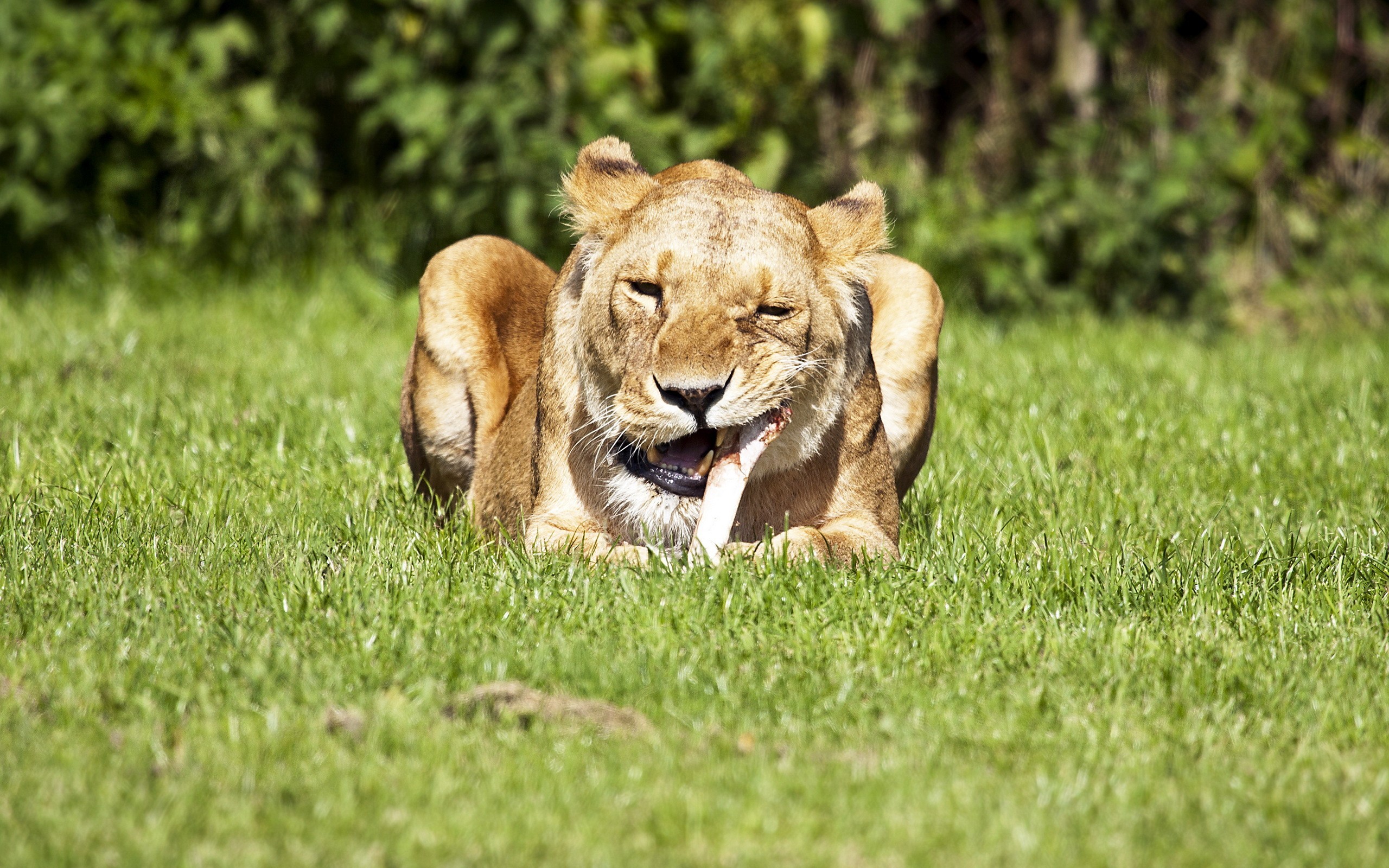 animals, Lions, Bones, Feeding Wallpapers HD / Desktop and Mobile