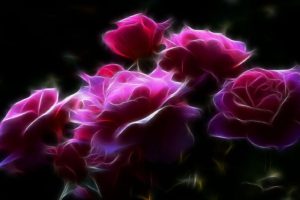 pink, Roses, Artistic,  , Flower