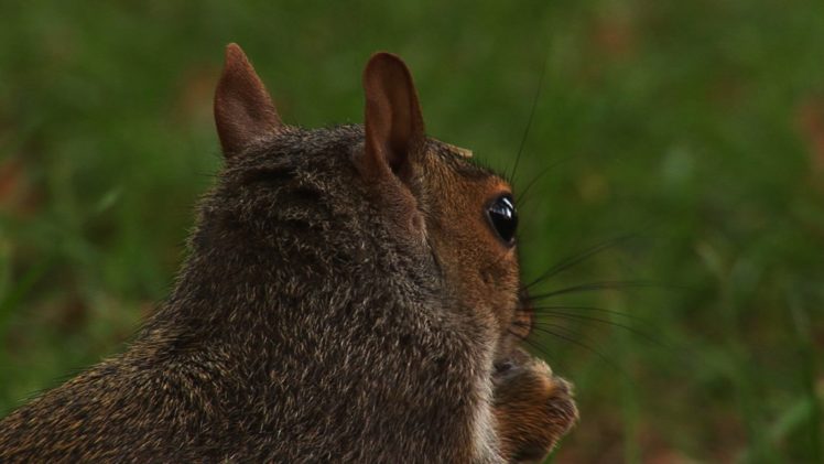 animals, Squirrels HD Wallpaper Desktop Background