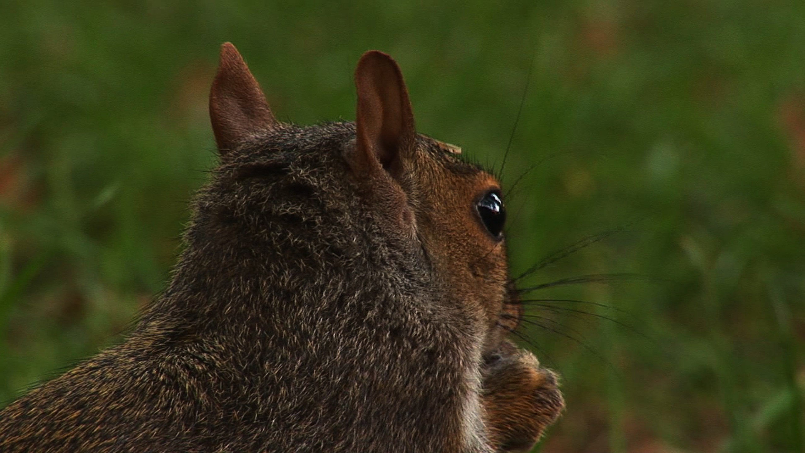 animals, Squirrels Wallpaper