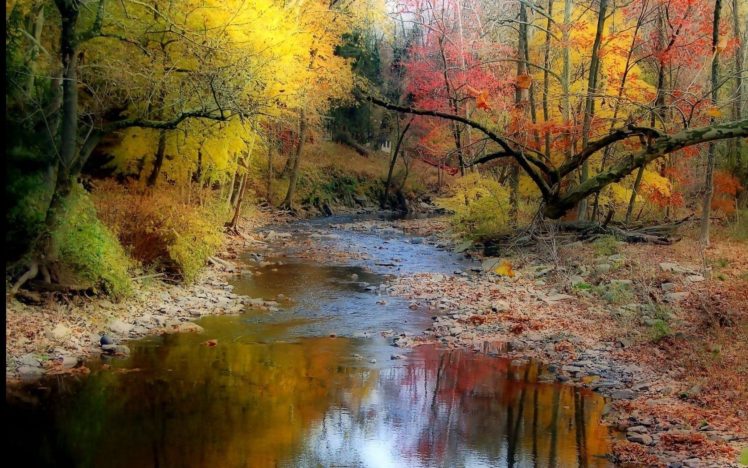 landscapes, Nature, Trees, Wood, Stones, Autumn HD Wallpaper Desktop Background