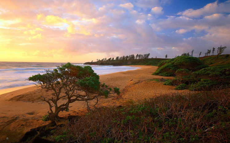 ocean, Clouds, Landscapes, Nature, Beach, Trees, Shore HD Wallpaper Desktop Background