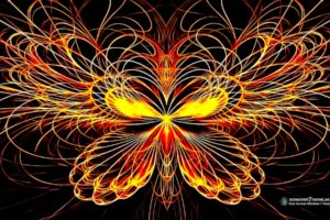 butterfly, Effect, Colors