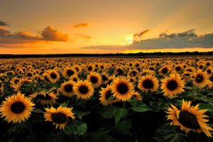 clouds, Sunflowers, Sunset, Field