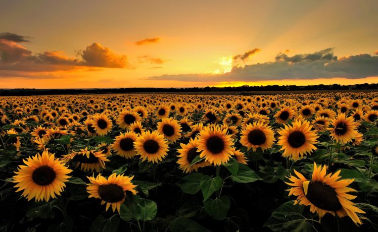 clouds, Sunflowers, Sunset, Field HD Wallpaper Desktop Background